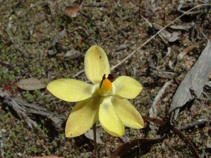 Thelymitra - orchidaceae_vanilla_Thelymitra_antennifera.jpg